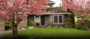 زراعة الأشجار المملكة العربية السعودية - اكاسيا لاند سكيب لتنسيق الحدائق