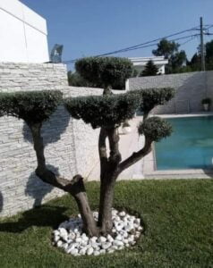 زراعة الأشجار جدة - اكاسيا لاند سكيب لتنسيق الحدائق