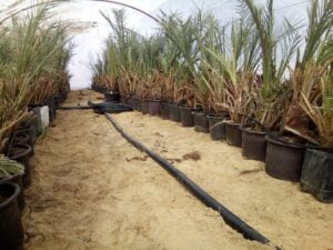 زراعة النخيل الاحساء - اكاسيا لاند سكيب لتنسيق الحدائق