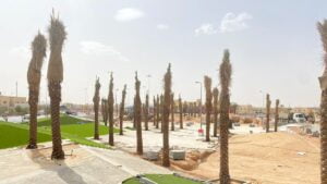 زراعة النخيل الدمام - اكاسيا لاند سكيب لتنسيق الحدائق