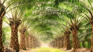 زراعة النخيل المدينة المنورة - اكاسيا لاند سكيب لتنسيق الحدائق