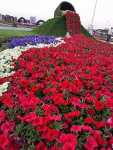 زراعة الورود القطيف - اكاسيا لاند سكيب لتنسيق الحدائق