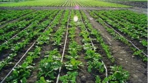 شبكات ري الرياض - اكاسيا لاند سكيب لتنسيق الحدائق