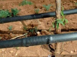 شبكات ري المملكة العربية السعودية - اكاسيا لاند سكيب لتنسيق الحدائق