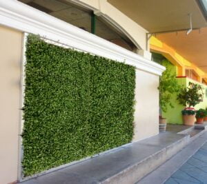 عشب جداري الخرج - اكاسيا لاند سكيب لتنسيق الحدائق